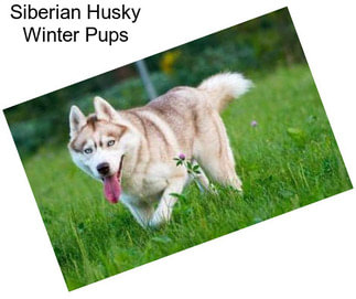 Siberian Husky Winter Pups