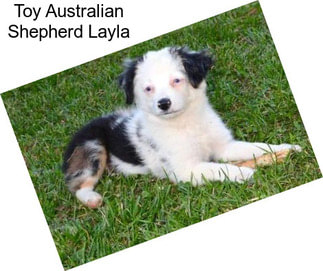 Toy Australian Shepherd Layla