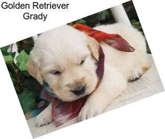 Golden Retriever Grady