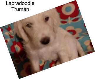 Labradoodle Truman