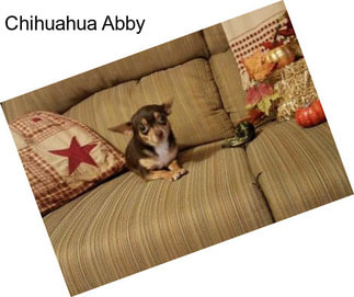 Chihuahua Abby