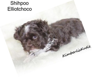 Shihpoo Elliotchoco