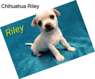 Chihuahua Riley