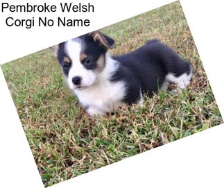 Pembroke Welsh Corgi No Name