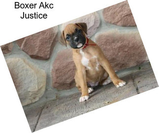Boxer Akc Justice