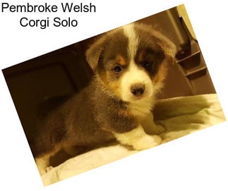 Pembroke Welsh Corgi Solo