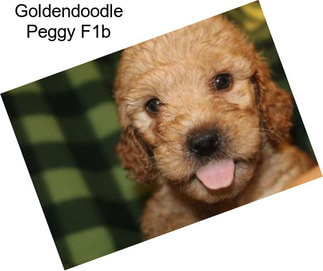 Goldendoodle Peggy F1b