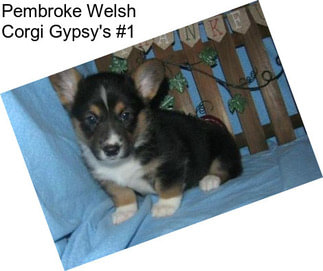 Pembroke Welsh Corgi Gypsy\'s #1