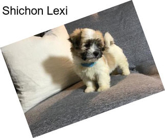 Shichon Lexi