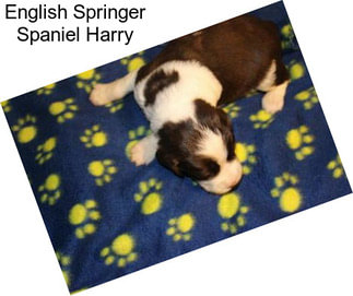 English Springer Spaniel Harry
