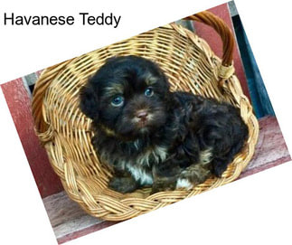 Havanese Teddy