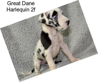 Great Dane Harlequin 2f