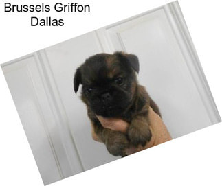 Brussels Griffon Dallas