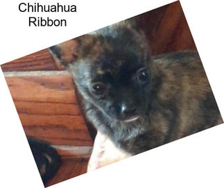 Chihuahua Ribbon