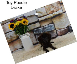 Toy Poodle Drake