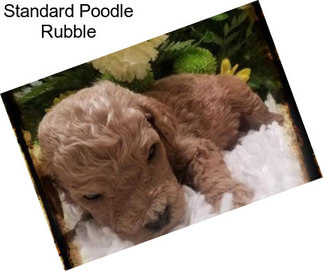 Standard Poodle Rubble