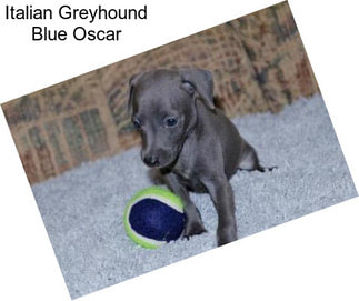 Italian Greyhound Blue Oscar