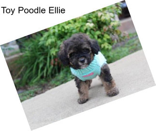Toy Poodle Ellie