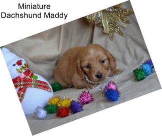 Miniature Dachshund Maddy