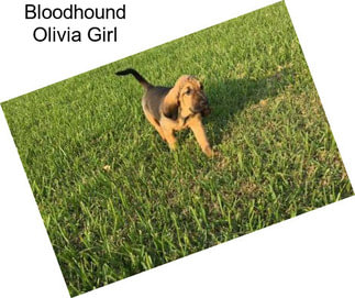 Bloodhound Olivia Girl