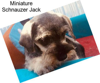 Miniature Schnauzer Jack