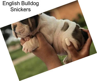 English Bulldog Snickers