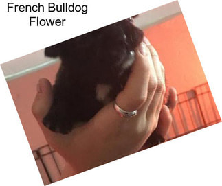 French Bulldog Flower