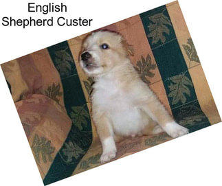 English Shepherd Custer