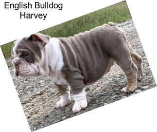 English Bulldog Harvey