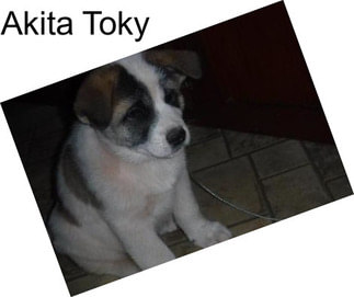 Akita Toky