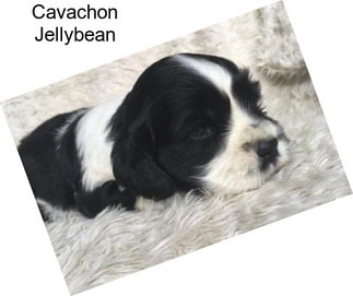 Cavachon Jellybean