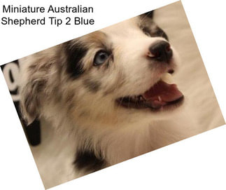 Miniature Australian Shepherd Tip 2 Blue