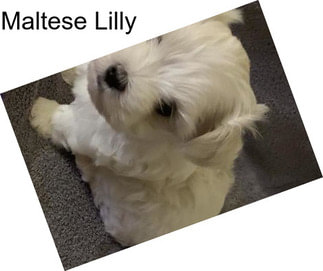 Maltese Lilly