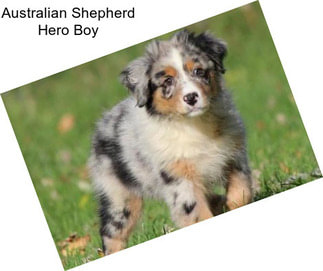 Australian Shepherd Hero Boy