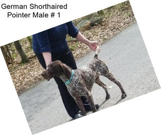 German Shorthaired Pointer Male # 1