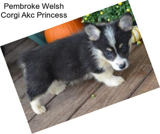 Pembroke Welsh Corgi Akc Princess