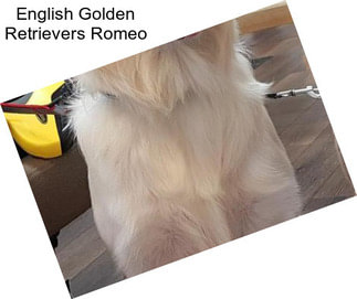 English Golden Retrievers Romeo