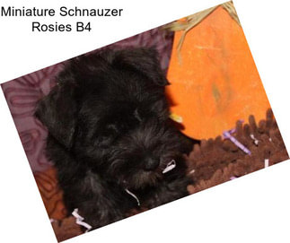 Miniature Schnauzer Rosies B4