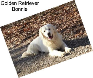 Golden Retriever Bonnie