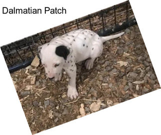 Dalmatian Patch