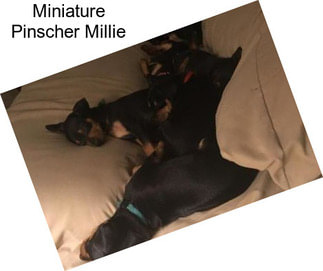 Miniature Pinscher Millie