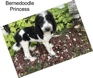 Bernedoodle Princess