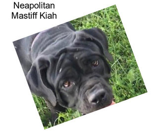 Neapolitan Mastiff Kiah