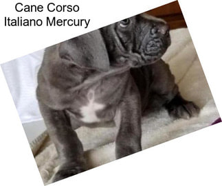 Cane Corso Italiano Mercury