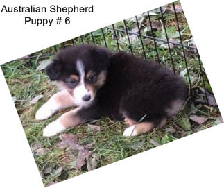 Australian Shepherd Puppy # 6