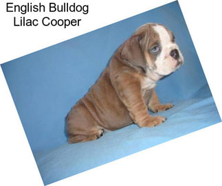 English Bulldog Lilac Cooper