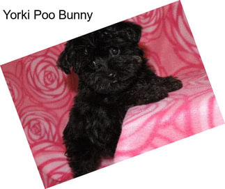 Yorki Poo Bunny