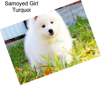 Samoyed Girl Turquoi