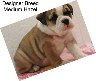 Designer Breed Medium Hazel