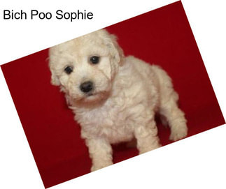 Bich Poo Sophie